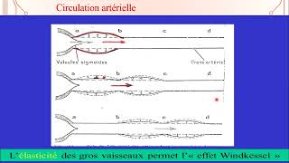 4  Régulation de la Pression Artérielle 1 [upl. by Accemahs]