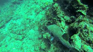 ► Thaïlande 2014  Plongée Ko PhiPhi amp Koh Lanta Gopro Hero 3  HD1080p  ► [upl. by Guise]