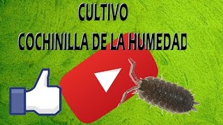 GUÍA CULTIVO COCHINILLA DE LA HUMEDAD [upl. by Anirol]