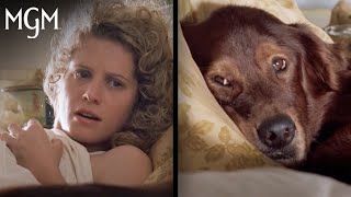 FLUKE 1995 Heart Touching Moment quotMemoriesquot Scene  Family Dog Movie [upl. by Ahseyi]