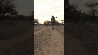 Hunting in Africa for the first time in 3 years… namibia africa hunting bowhunting [upl. by Raknahs]