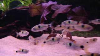 20 Exodon paradoxus vs Dimidiochromis strigatus [upl. by Aloel]