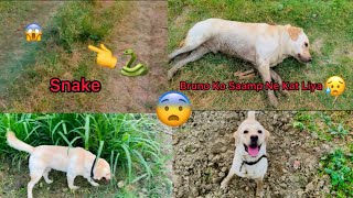 Bruno Ko Saamp Ne kat Liya😥Dog Snake Bite🐍 [upl. by Nhoj]