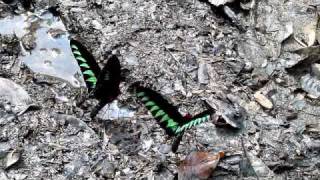 Rajah Brookes Birdwing butterfly [upl. by Celestina]