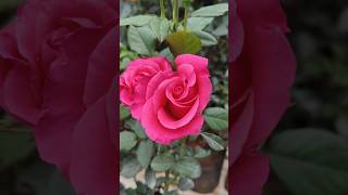 ROSE PLANT COLLECTION worldnurserygarden a1nurserygarden ROSE CARE TIPS [upl. by Poppo]