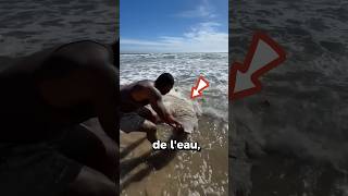 Cet homme trouve ce poisson au bord de la mer 🌊 [upl. by Etsirk]