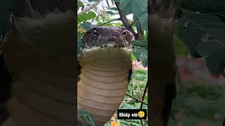 Bé Na đi đâu z🥲 snakevideo bestshorts RanHoMang [upl. by Nidya]