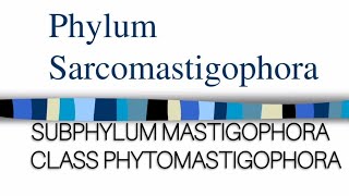 PHYLUM SARCOMASTIGOPHORA Class Phytomastigophora protozoa millerandharley zoology protozoans [upl. by Anniken]