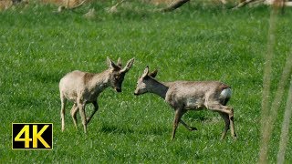 Rehböcke kämpfen spielerisch roebucks fight playfully 4K [upl. by Oiralih]