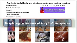 Ancylostoma caninumAncylostomiasisHookworm infection in dog and cats Morphology of hookworm [upl. by Akapol64]