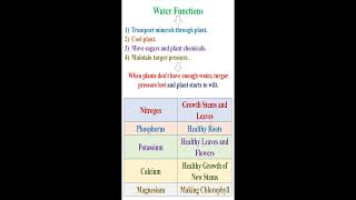 Water and Nutrient Minerals Functions for Plants geneticteacher [upl. by Jamie]