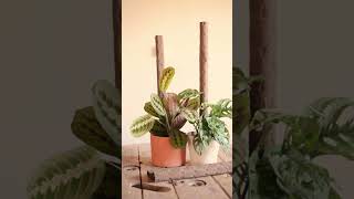 TUTORES NATURALES PARA PLANTAS [upl. by Attenov210]