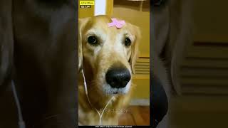 Tobo ke 100 number aaye funny dog comedy shortsvideo mom funnyreel funnyface [upl. by Templia324]