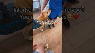 Whats with the “service dogs don’t get love or to be a dog” servicedog dog youtubeshorts shorts [upl. by Neerahs]