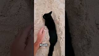 ich habe am Strand gespielt bis diese Katze aufgetaucht ist ❤️ [upl. by Aldus]