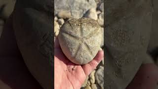 Huge Sea Urchin Fossil Find [upl. by Cymbre962]