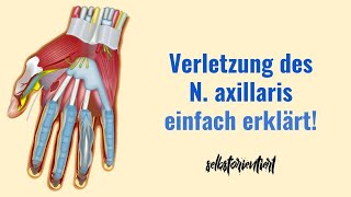 Läsion des Nervus axillaris  Symptome  Physiotherapie einfach erklärt  Schädigung der Sensbilität [upl. by Mosier612]