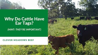 Cattle Ear Tags and Why We Use Them [upl. by Sayed279]