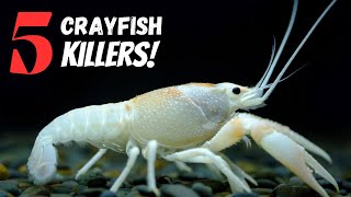 Top 5 Reasons Why Pet Crayfish Die [upl. by Mira]