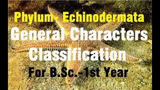 Phylum Echinodermata II General Characters amp Classification II BSc1st Year II Paper2 [upl. by Aleksandr]