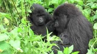 Mountain Gorilla Chili and Her New Baby [upl. by Erde]