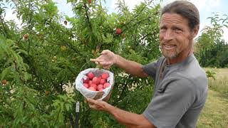 Harvesting nectarines and peaches on the homestead Best fruit trees to grow [upl. by Felix]