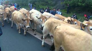 ARRIVEE DU TROUPEAU AUBRAC 2011 [upl. by Zsamot649]