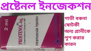 prostenol injection গাভী বকনা ষোটকীকে কেন পুশ করতে হয় [upl. by Iamhaj]