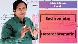 Euchromatin amp Heterochromatin  BSc amp MSc Level [upl. by Oiralih]