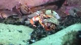 Newfoundland and Labrador Marine Life [upl. by Lanny222]