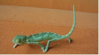 The Cutest baby Veiled chameleon Ch calyptratus part 33 Inferion7 [upl. by Nosemaj942]