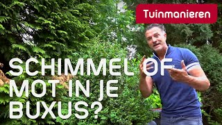 JUNI De buxus in juni Wat doe je met tegen de schimmel en buxusmot Snoeien en voeden [upl. by Hsina]