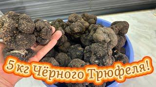 За Чёрным Трюфелемчасть 2 Black Truffles Hunting Tuber Aestivum Tartuffa 2024  truffle Tuber [upl. by Ringo]