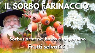 Sorbo farinaccio Sorbus aria [upl. by Frances]