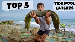 Top 5 Tide Pool Catches [upl. by Glori396]