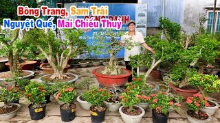 Công Danh bonsai 16 0965188838 có Sam Trái Nguyệt Quế Bông Trang  bán cây cảnh [upl. by Bouldon]