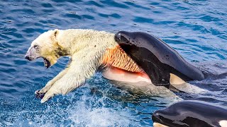 When A Polar Bear Meets A Hungry Orca [upl. by Billmyre]