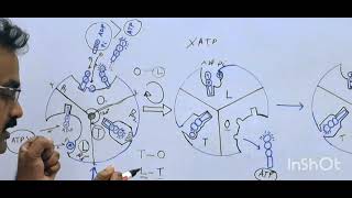 Rotational Catalysis ATP Synthase [upl. by Ydnab]