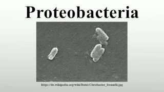 Proteobacteria [upl. by Ace]