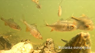 Tarło różanki europejskiej Rhodeus amarus European bitterling spawning [upl. by Bendicta]