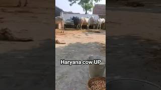 Haryana cow up Haryana bull Tharparkar cow Tharparkar bull Sahiwal cow desi cow dairy farm [upl. by Nnyliak768]