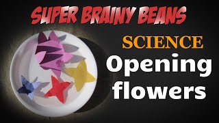 Opening flowers  Science experiments for kids at home [upl. by Guillermo]