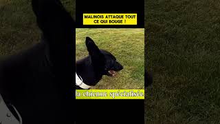 Malinois attaque tout ce qui bouge [upl. by Airlie]