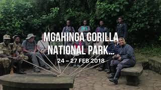 Mgahinga National Park Gorilla trek [upl. by Northey]