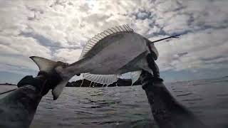 B Daniel Roller 95 catching some royalseabream [upl. by Hailed637]