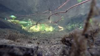 Unarmored Threespine Stickleback at San Felipe Creek [upl. by Loma444]