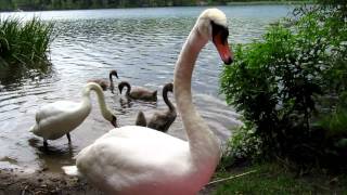 Schwanfamilie am Schlachtensee [upl. by Livvy]