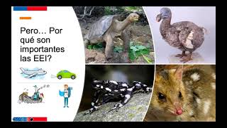 Webinar  Especies exóticas en Chile [upl. by Cud]