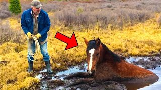 Hombre salva al caballo que lloraba y la expresión de agradecimiento del animal es sorprendente [upl. by Ahsuatan721]