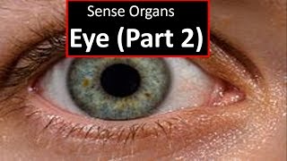 Sense Organs  Eyespart 2 [upl. by Zelle214]